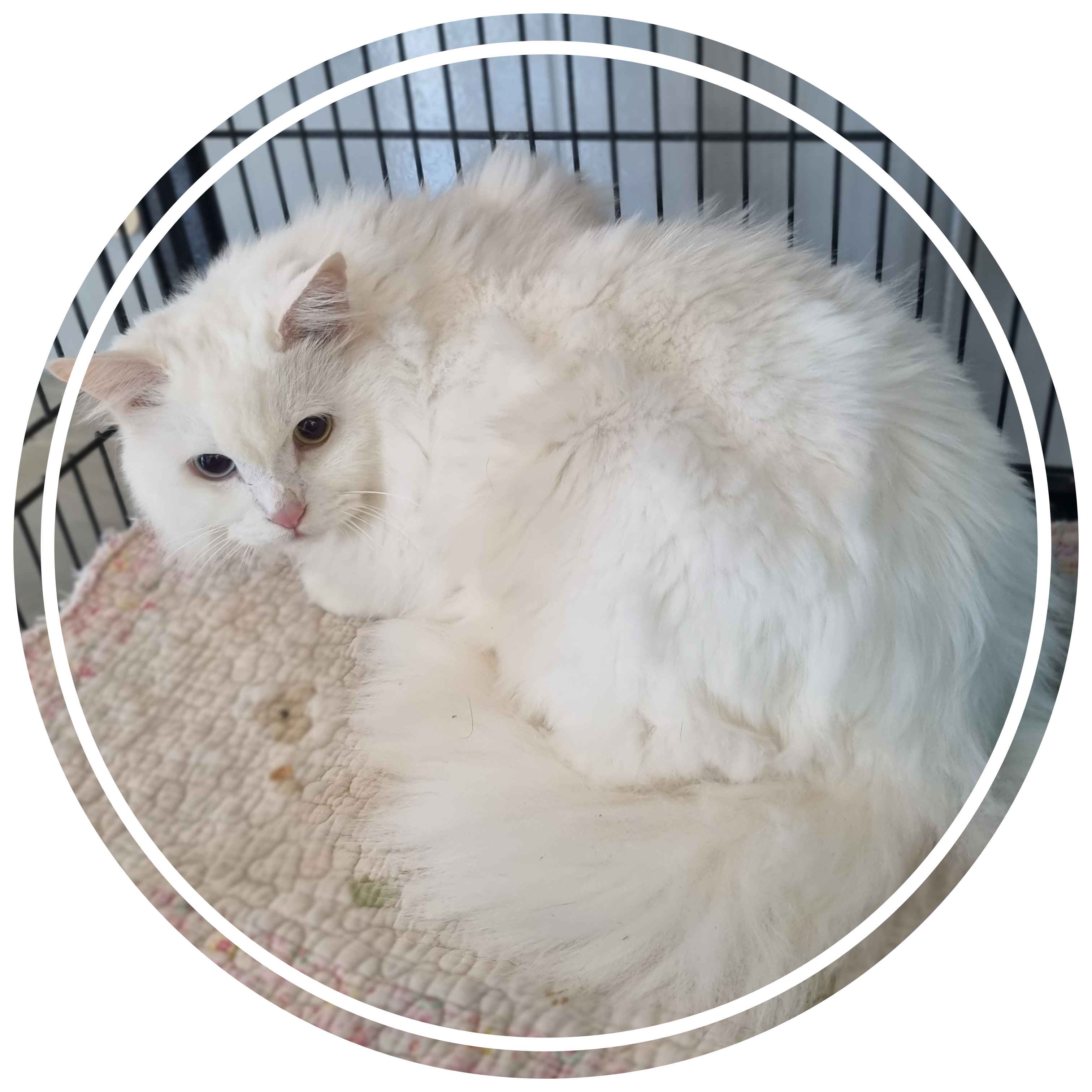 군산유기동물보호센터_445467202400389